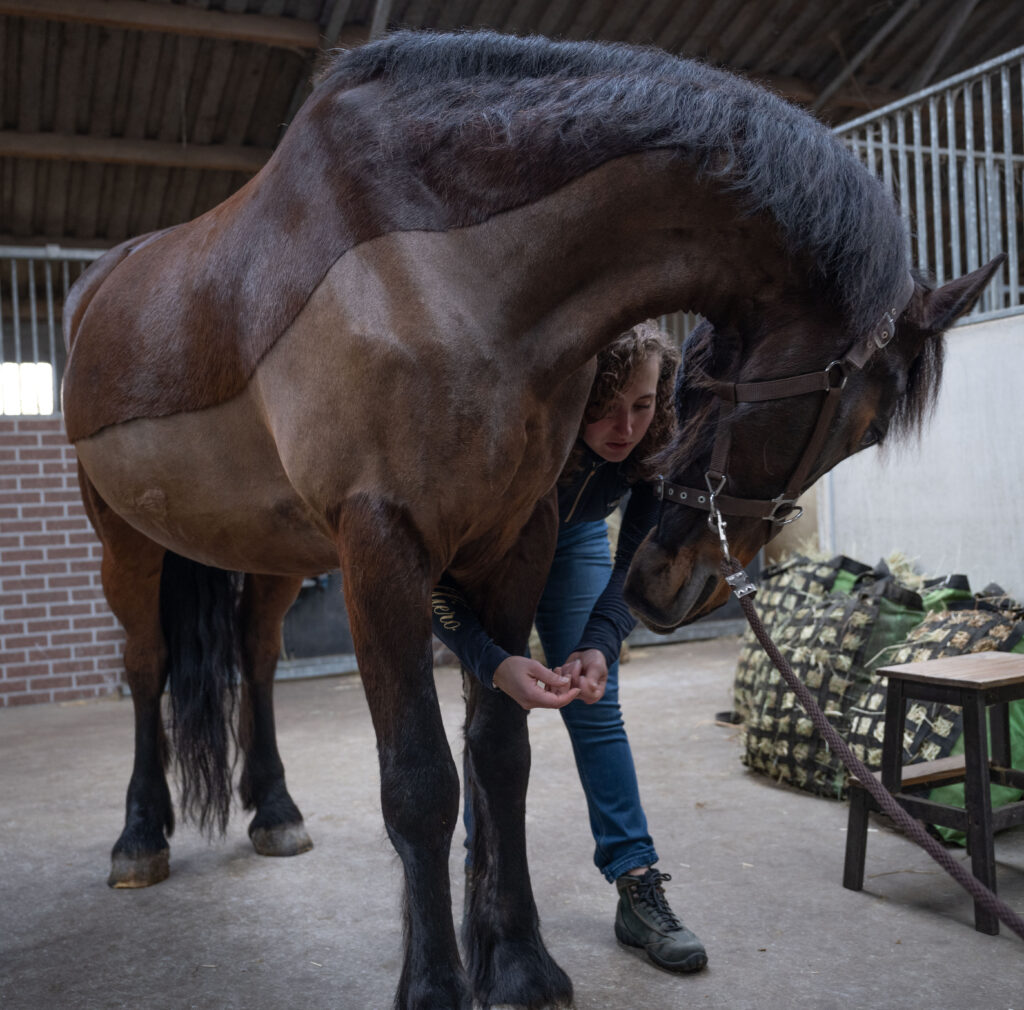 Hoe Ziet Een Behandeling Eruit Paard Dier Fysiotherapie Van Leeuwen Hoe Ziet Een Behandeling Eruit Paard Dier Fysiotherapie Van Leeuwen